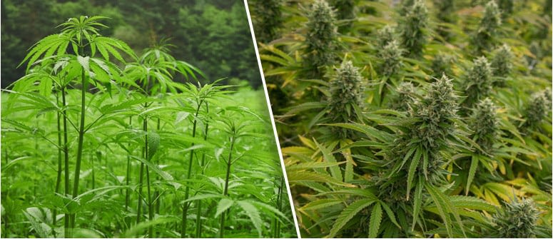 Rozdiel medzi konope a marihuanou